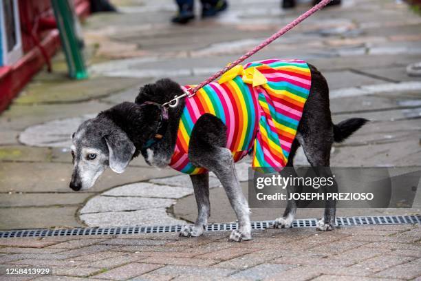 Dog wears a Pride outfit while walking downtown during the Pride Festival in Provincetown, Massachusetts, on June 3, 2023.