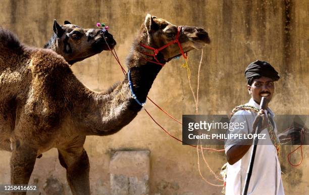 An Indian man leads his camels during the world's biggest camel fair in the Indian town of Pushkar, 06 November 2003, some 415 kilometres southwest...