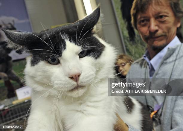 An owner poses with his Maine Coon cat on October 2, 2010 during the two-day international cat exhibition in Mogyorod about 30 kms east from...