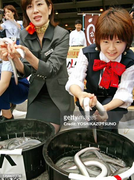 Japan Asia Airways flight attendants Toshie Sato and Kayoko Mori catch live eels imported from Taiwan for custom clearance at the New Tokyo...