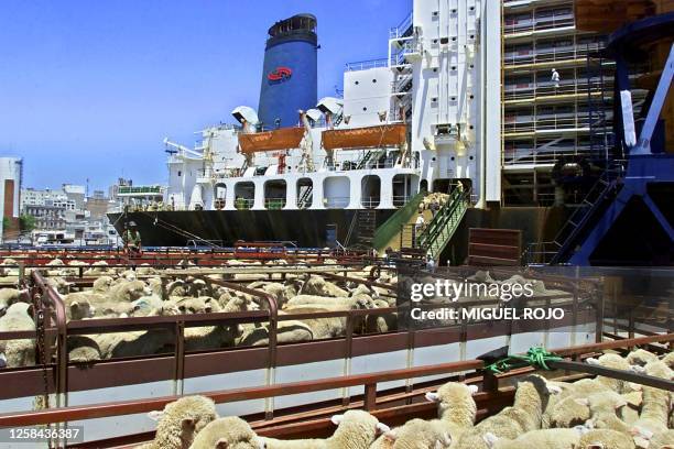 Thousands of sheep are herded into the Mawashi Al-Gasseen cargo ship 14 January, 2001 in Montevideo, bound for Saudi Arabia. Export of Uruguayan...