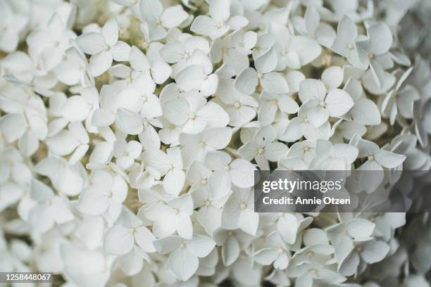 hydrangea flowers - hortensia stock-fotos und bilder