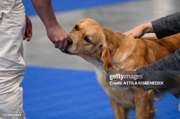 Picture taken on June 4, 2023 shows an owner presenting his golden retriever dog to a jury member at the "Hungexpo", the International Exhibition and...