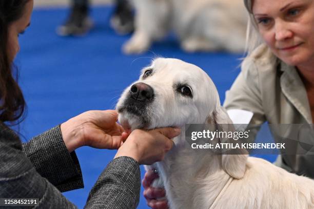 Picture taken on June 4, 2023 shows an owner presenting her golden retriever dog to a jury member at the "Hungexpo", the International Exhibition and...