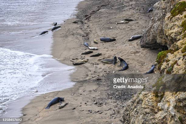 Elephant seals lay on a beach near the Point Reyes National Seashore of Inverness in California, United States on May 31, 2023. After being absent...