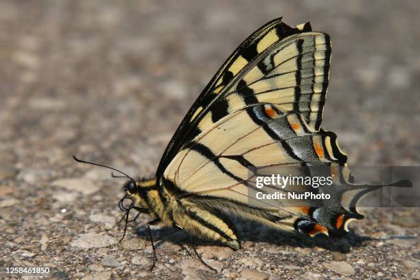 Eastern tiger swallowtail butterfly hybrid in Stouffville, Ontario, Canada, on June 03, 2023.