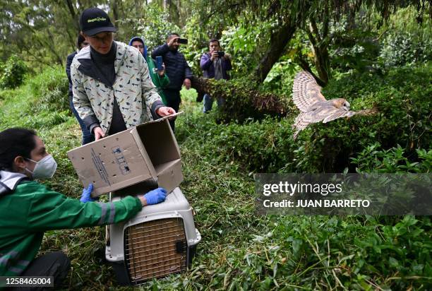 Members of the Secretariat of the Environment release a striped owl in Bogota on June 5 in the framework of World Environment Day.