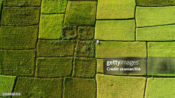 top view of yellow rice paddy ready for harvest - paddy field stock pictures, royalty-free photos & images