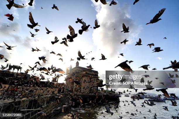 Huge numbers of pigeons seen flying in front of the Gateway of India in the early morning just after sunrise. Built in Indo-Saracenic style, the...