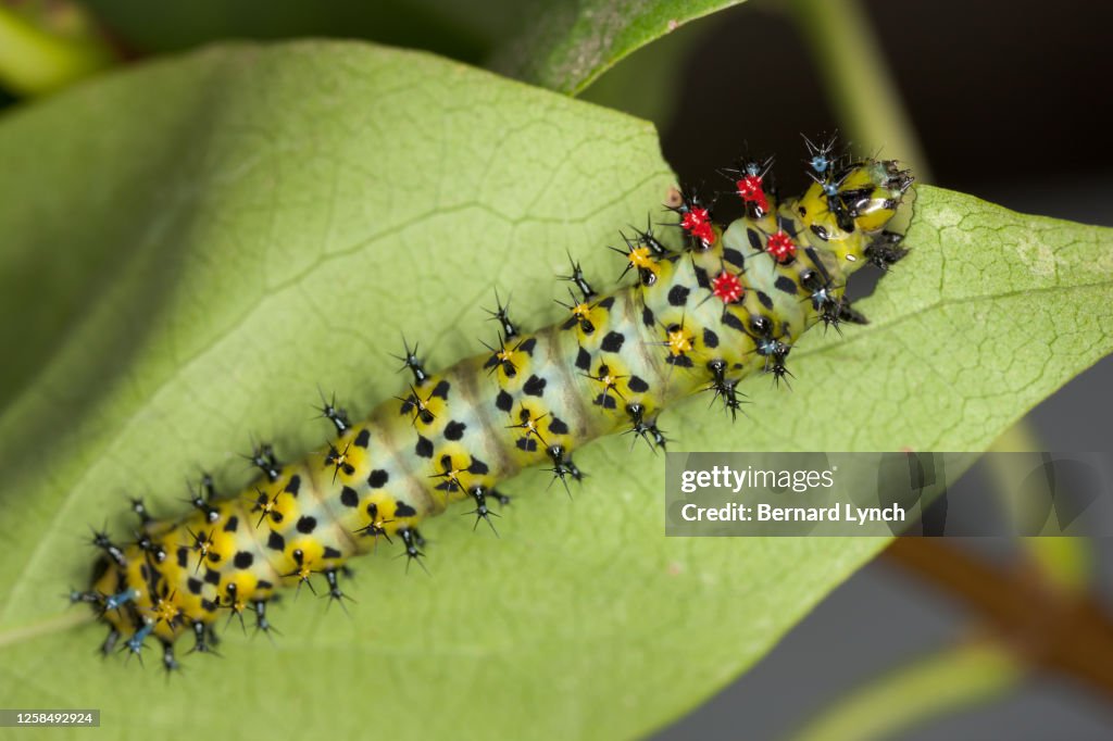 Cecropia caterpillar