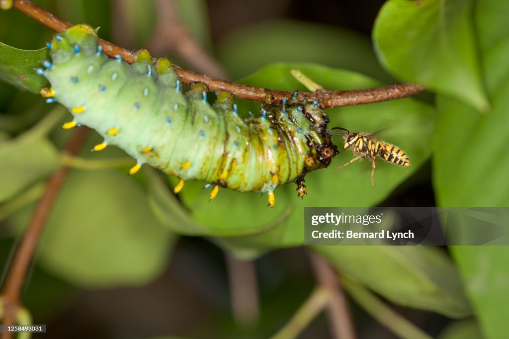 Eastern Yellowjacket and Cecropia
