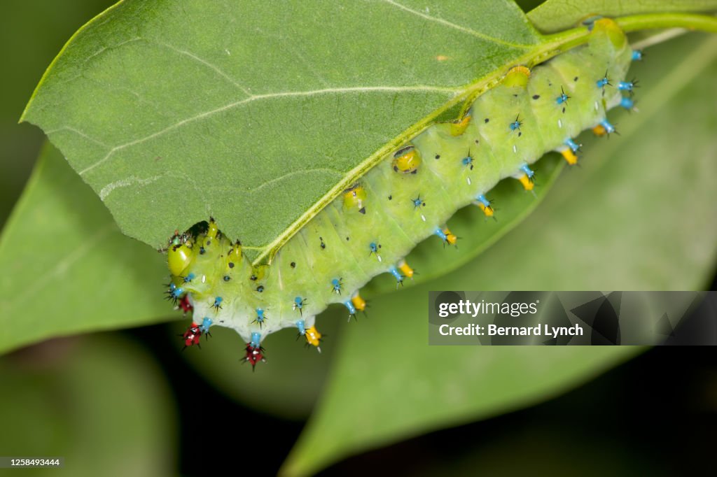 Cecropia caterpillar