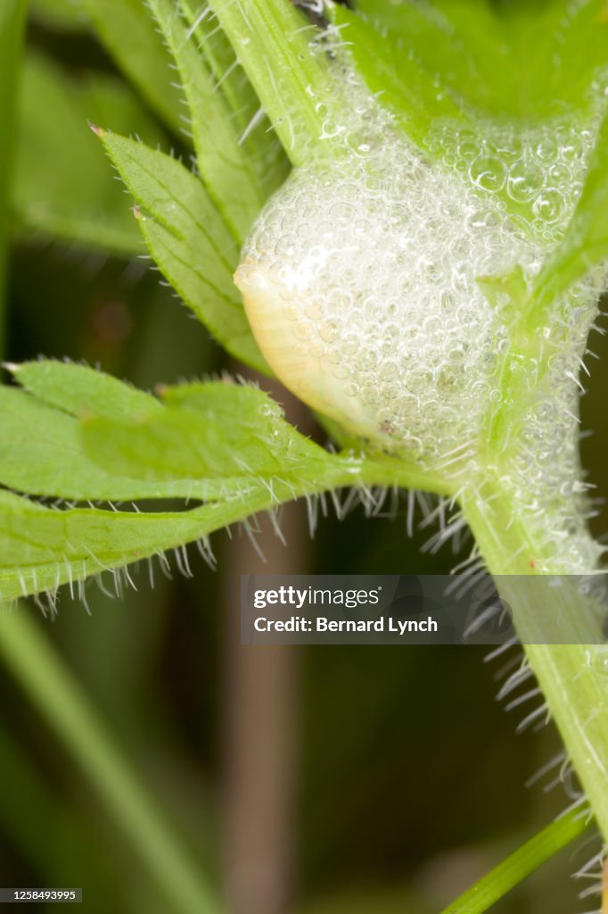 Spittlebug and froth