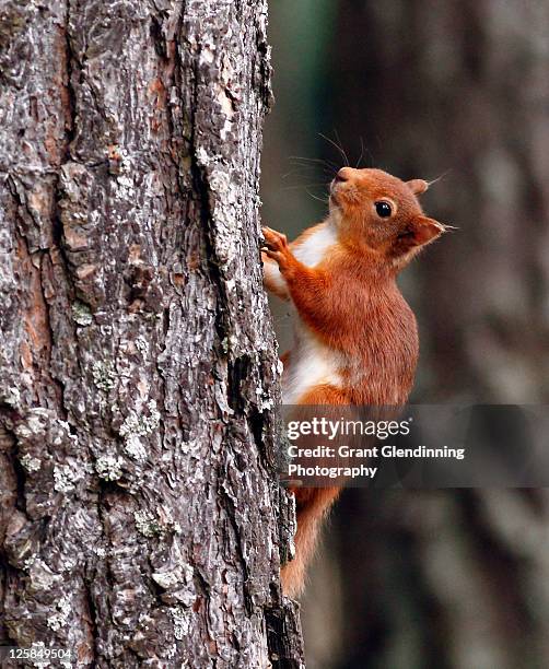 red squirrel - grant glendinning stock-fotos und bilder