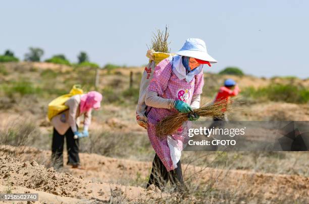 Sand control personnel planted caragana in the Maowusu Desert on June 7 in Ordos City, Inner Mongolia, China.