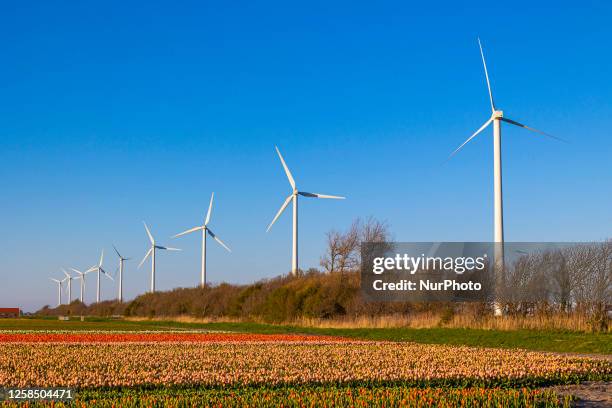 Blossoming tulip filed with wind turbine generator in the background during sunset magical hour in the evening. The colorful blooming tulip flower...