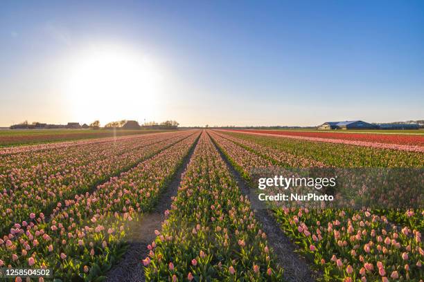 Blossoming tulip filed with wind turbine generator in the background during sunset magical hour in the evening. The colorful blooming tulip flower...