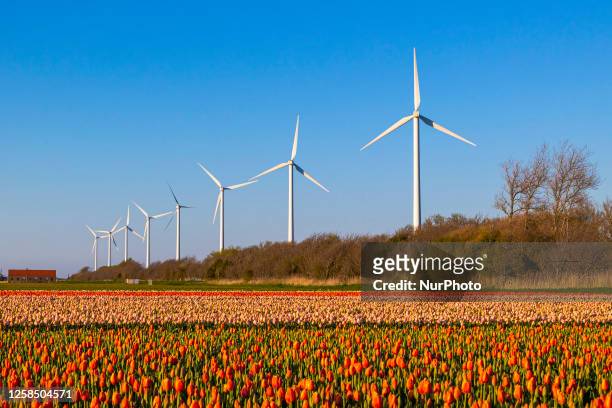 Blossoming tulip filed with wind turbine generator in the background during sunset magical hour in the evening. The colorful blooming tulip flower...