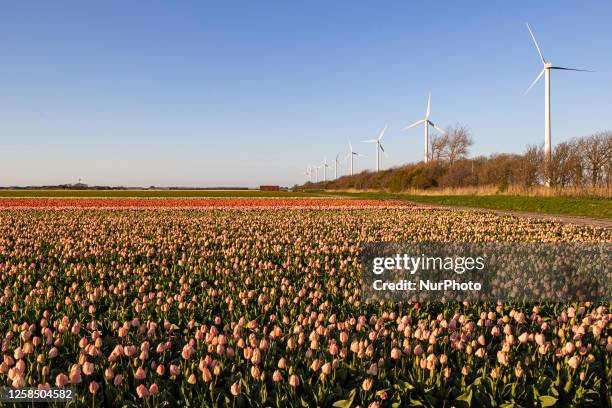 Blossoming tulip filed with wind turbine generator in the background during sunset magical hour in the evening. The colorful blooming tulip flower...