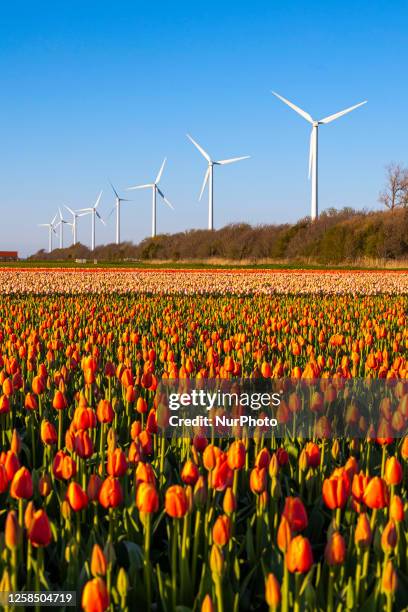 Blossoming tulip filed with wind turbine generator in the background during sunset magical hour in the evening. The colorful blooming tulip flower...