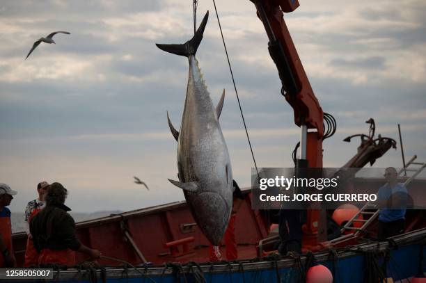 Bluefin tuna is lifted out of the water using the ancient fishing technique of almadraba in the waters of the Strait of Gibraltar off the coast of...