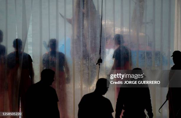 Fishery workers wait for quartering bluefin tuna, catched in the waters of the Strait of Gibraltar using the ancient fishing technique of almadraba,...