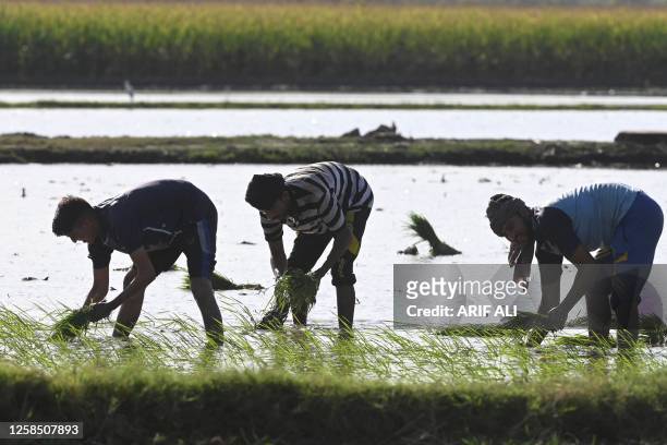 Farmers plant rice seedlings at paddy field on the outskirts of Lahore on June 7, 2023.