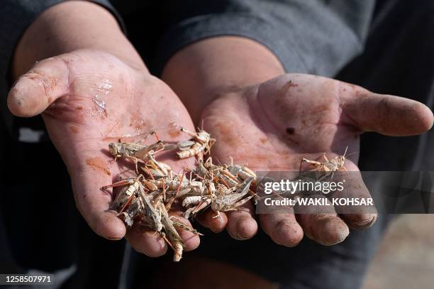 In this photograph taken on June 4 a farmer holds dead locusts on his hands after catching them near a wheat field during a locusts swarm at Kandali...