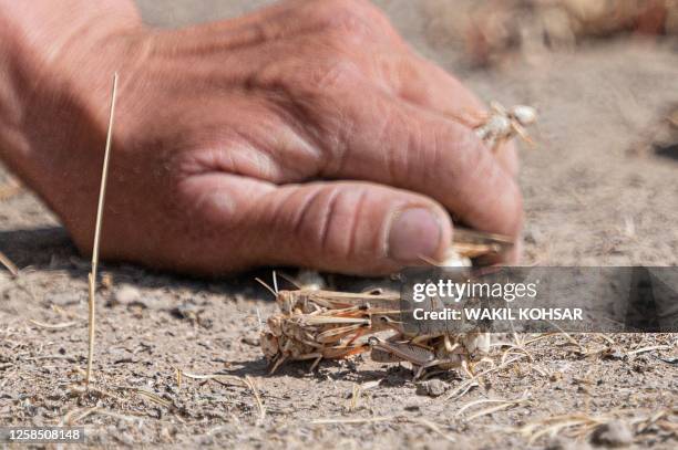 In this photograph taken on June 4 a farmer catches locusts near a wheat field during a locusts swarm at Kandali area in Sholgara district, Balkh...
