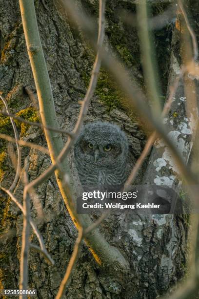 Western Screech-Owl owlet is peeking out of the nesting hollow in a tree in Redmond, Washington State, USA.