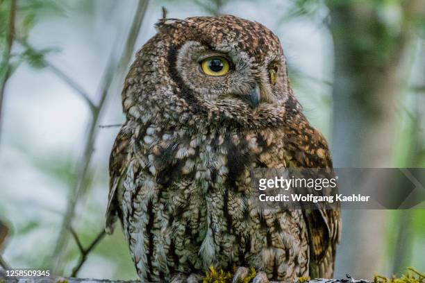 Western Screech-Owl is perched on a branch in a tree in Redmond, Washington State, USA.