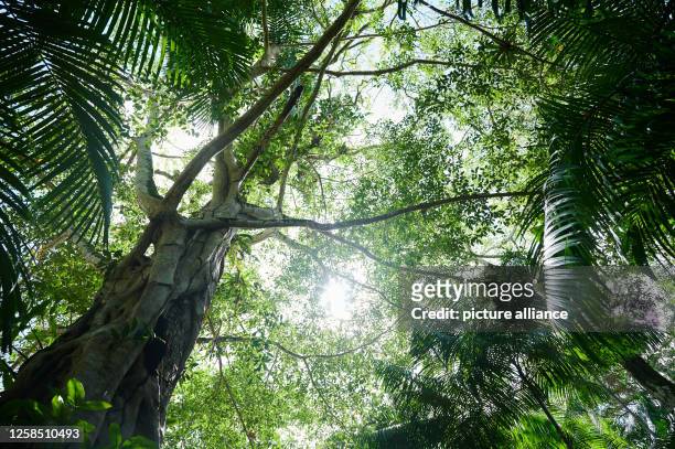 June 2023, Brazil, Belem: Trees and plants grow in the rainforest on Combu Island near Belem. Foreign Minister Baerbock and Labor Minister Heil visit...