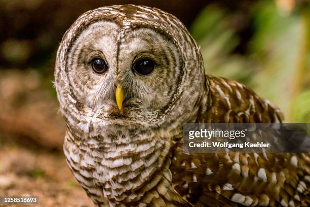 Close-up of a barred owl , also known as the northern barred owl, or striped owl, in a park in Kirkland, Washington State, United States.