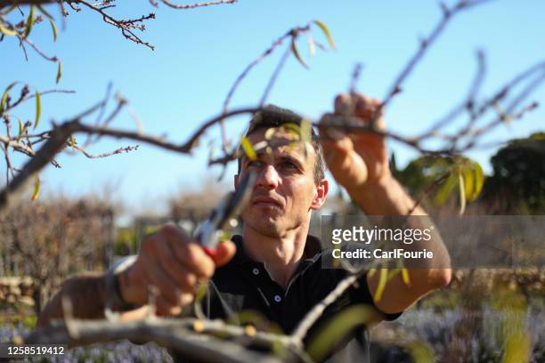 een tuinman die snoeit - hedge trimming stockfoto's en -beelden