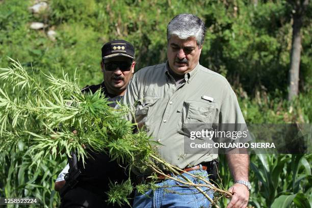 El ministro de Gobernacion de Guatemala, Carlos Vielman, corta una planta de marihuana en el municipio de Tajumulco, en el departamento de San...