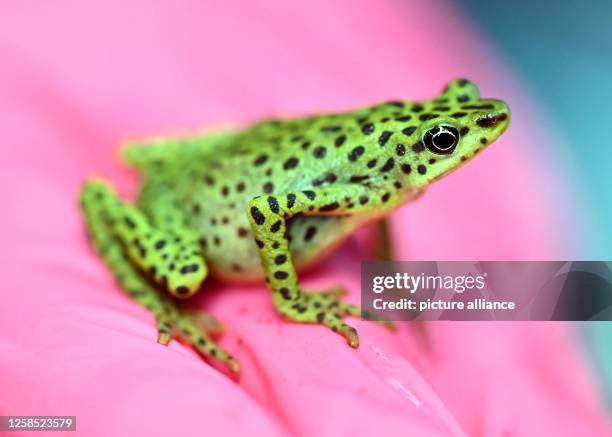 June 2023, Baden-Württemberg, Karlsruhe: A live Rio Pescado stubby-footed toad is on display at the Karlsruhe Zoo. It is one of the most endangered...