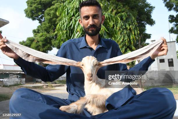 Breeder of baby goat Mohammad Hasan Narejo show ears of 2-month-old female baby goat named Simbi in Karachi, Pakistan on June 07, 2023. Simbi has the...