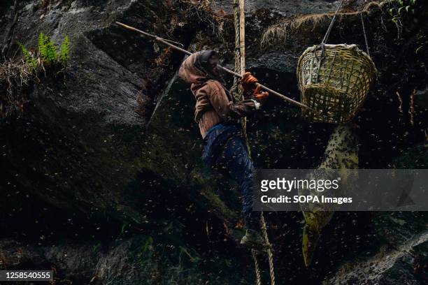 Honey hunter attempts to separate wild bees from their honeycomb during the honey-hunting season. In the enchanting hills of Nepal, an age-old...