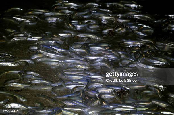 Grunion mate on Cabrillo Beach in San Pedro on Monday night, June 5, 2023. Grunion runs occur on Southern California beaches in spring and summer...