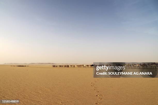 Caravanners are seen leading their animals along their 45 days journey to Libya, in the area of Djado in Niger portion of the Sahara desert, towards...