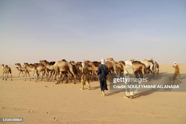 Caravanners are seen leading their animals along their 45 days journey to Libya, in the area of Djado in Niger portion of the Sahara desert, towards...