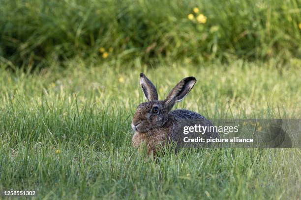 June 2023, Schleswig-Holstein, Maasholm: A hare sits on a meadow in the nature reserve "Schleimündung", the oldest nature reserve in...