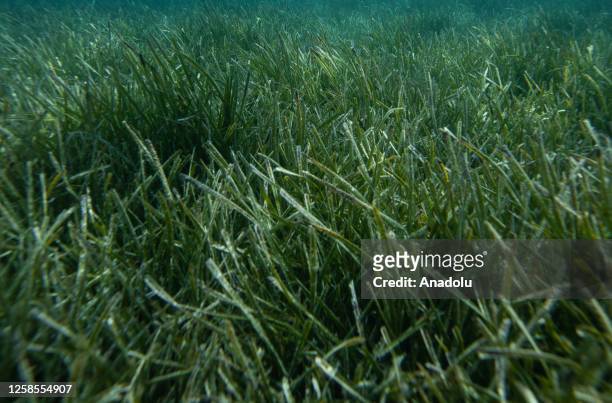 Seagrass beds are seen under the Aegean Sea in Izmir, Turkiye on June 09, 2023. Academics from Manisa Celal Bayar and Dokuz Eylul universities have...