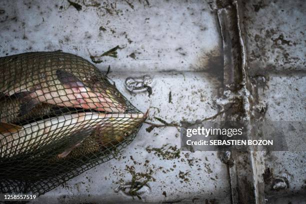 This photograph taken on June 9, 2023 shows a bream and a barbel fish in a net on the floor of Jeremy Fuchs' fishing boat, the only professional...