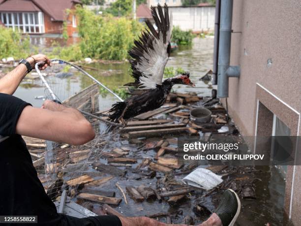 Animal Care Center volunteer Sergiy Ludensky attempts to rescue poultry stranded by flooding in Kherson on June 8 after the city was engulfed by...