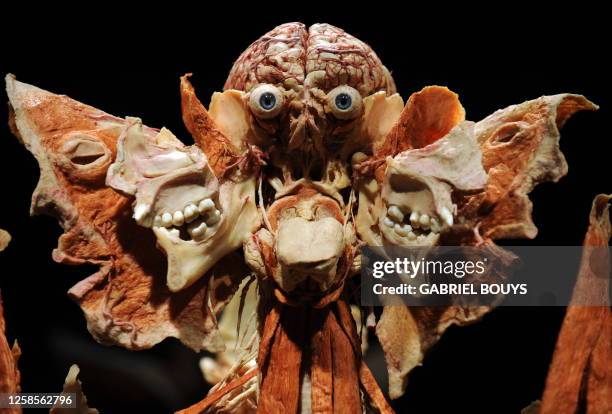 View of the X-Lady on March 4, 2009 at the "Body Worlds", the anatomical exhibition of real human bodies by German Gunther von Hagens to be held at...