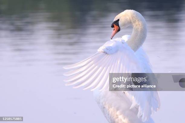 June 2023, North Rhine-Westphalia, Duesseldorf: A swan doing its morning exercise at Unterbacher Lake in Düsseldorf. Photo: David Young/dpa