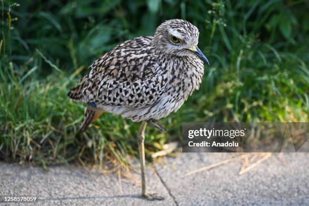 Spotted thick-knee is seen at Safari West in Santa Rosa of Sonoma County, California, United States on May 31, 2023. Safari West Wildlife Foundation...