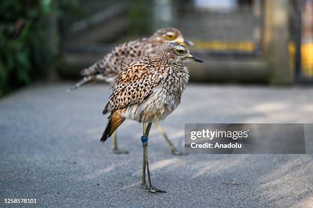 Spotted thick-knee are seen at Safari West in Santa Rosa of Sonoma County, California, United States on May 31, 2023. Safari West Wildlife Foundation...