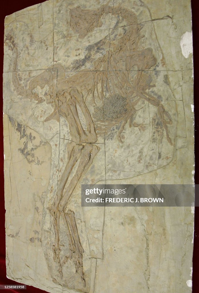 CHINA-SCIENCE-DINOSAUR